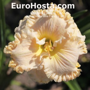 Hemerocallis Voila Francois - Eurohosta