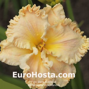 Hemerocallis Voila Francois - Eurohosta