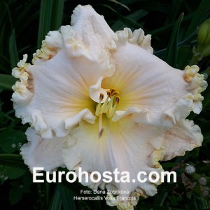 Hemerocallis Voila Francois - Eurohosta