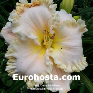 Hemerocallis Voila Francois - Eurohosta