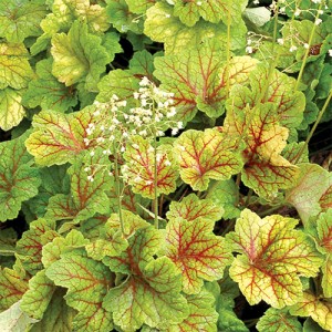 Heuchera Electra