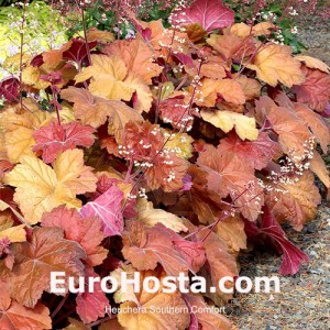 Heuchera Southern Comfort