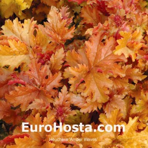 Heuchera Amber Waves 