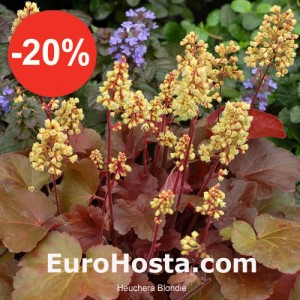 Heuchera Blondie