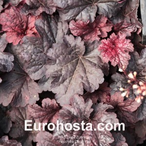 Heuchera Cajun Fire