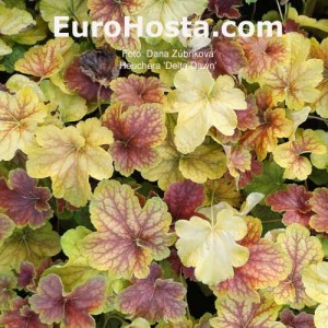 Heuchera Delta Dawn