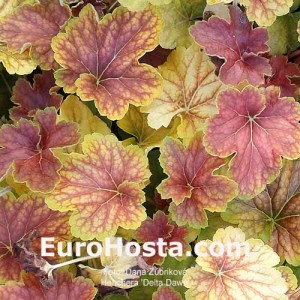 Heuchera Delta Dawn