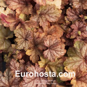 Heuchera Honey Rose