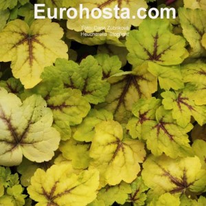 Heucherella Stoplight