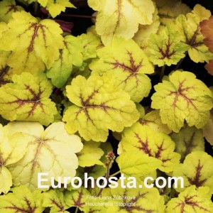 Heucherella Stoplight