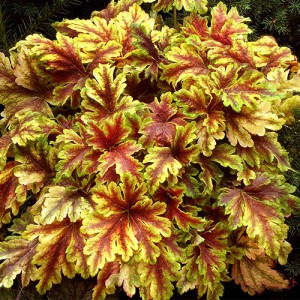 Heucherella Golden Zebra