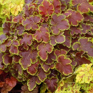 Heucherella Solar Eclipse