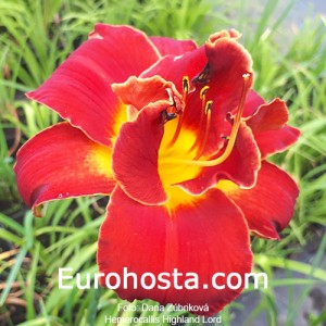 Hemerocallis Highland Lord - Eurohosta