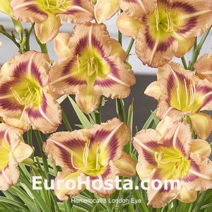 Hemerocallis Regency Fortune