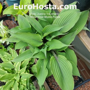 Hosta Holar Mystic Purple