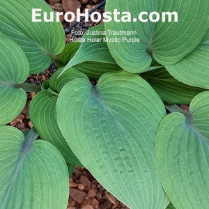 Hosta Holar Mystic Purple