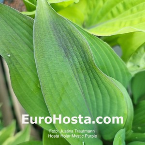 Hosta Holar Mystic Purple