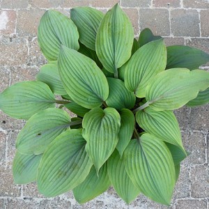 Hosta Holar Mystic Purple