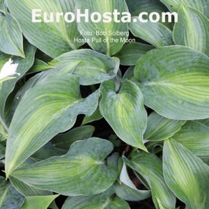 Hosta Pull of the Moon