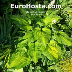 Hosta Amalia