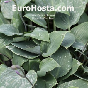 Hosta-Bedford-Blue-Eurohosta