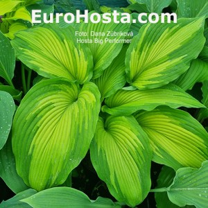 Hosta Big Performer 