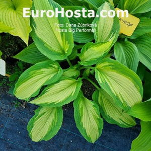 Hosta Big Performer 