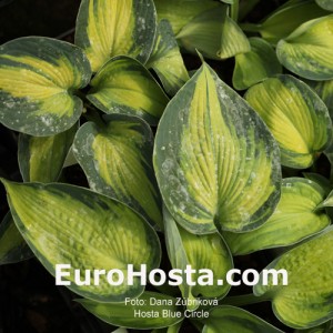 Hosta-Blue-Circle-Eurohosta