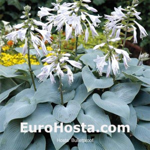 Hosta Bulletproof