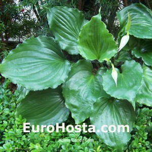 Hosta Candy Dish - Eurohosta