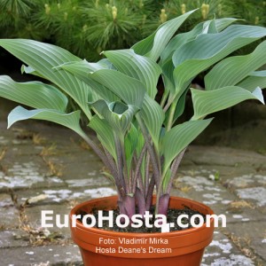 Hosta 'Deane's Dream' - Eurohosta