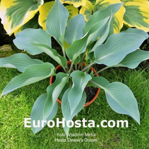 Hosta 'Deane's Dream' - Eurohosta