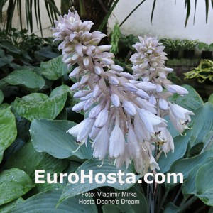 Hosta 'Deane's Dream' - Eurohosta