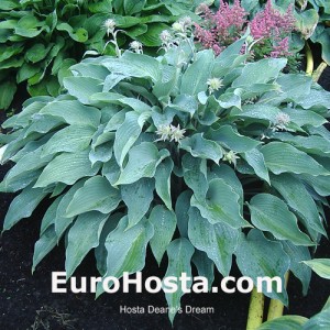 Hosta 'Deane's Dream' - Eurohosta