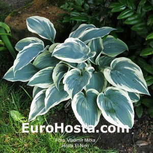 Hosta El Nino - Eurohosta