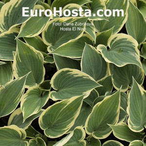 Hosta El Nino - Eurohosta