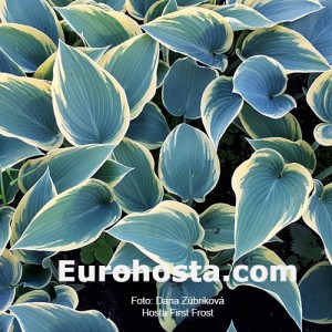 Hosta First Frost