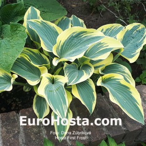 Hosta First Frost