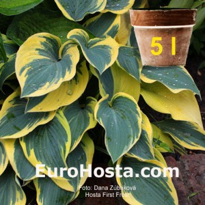 Hosta First Frost - Eurohosta