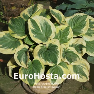 Hosta Fragrant Queen