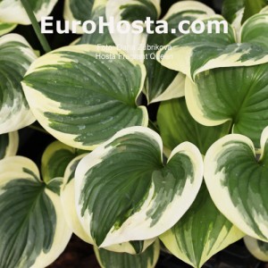 Hosta Fragrant Queen