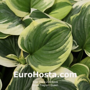 Hosta Fragrant Queen