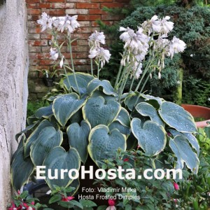 Hosta Frosted Dimples - Eurohosta