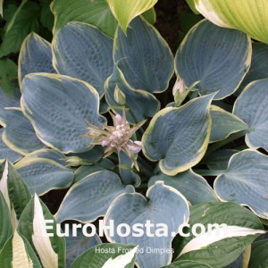 Hosta Frosted Dimples - Eurohosta