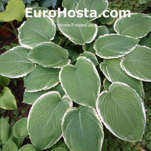 Hosta Frosted Jade - Eurohosta