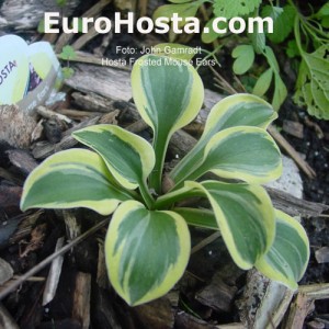 Hosta Frosted Mouse Ears - Eurohosta