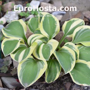 Hosta Frosted Mouse Ears - Eurohosta