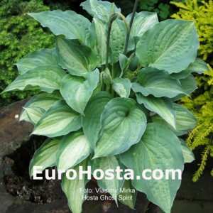 Hosta Ghost Spirit - Eurohosta