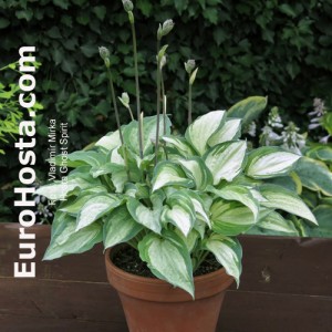 Hosta Ghost Spirit - Eurohosta