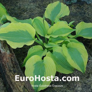 Hosta Goodness Gracious - Eurohosta